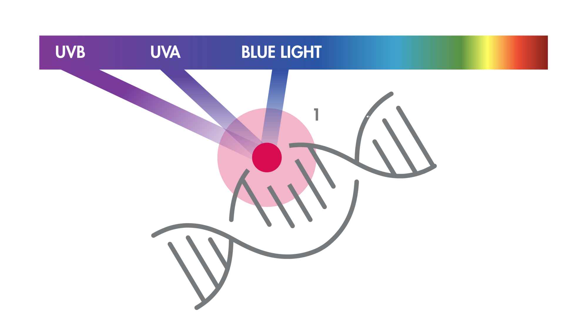 1. Oxidarea celular&#259;: risc crescut de muta&#539;ie &icirc;n genele importante.ALTERAREA ADN-ULUI&nbsp;

